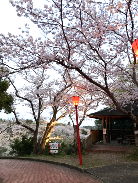 桜の季節です！